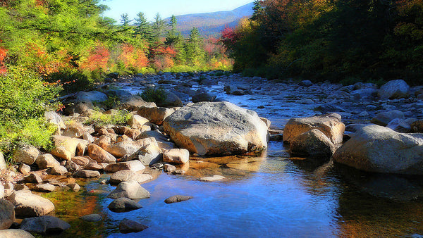 Early Autumn Light 版画 奥入瀬黄葉 | Whitestone Gallery